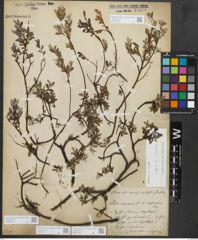 Foto von Salix repens subsp. repens L.